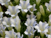 White trumpet flowers with blue spotting